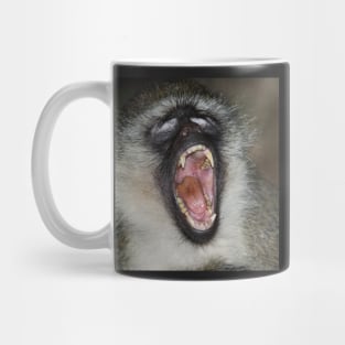 Yawn! Black-faced Vervet Monkey, Kenya. Mug